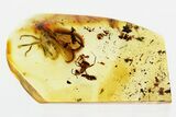Detailed Fossil Muscoid Fly and Ant In Baltic Amber #346614-1
